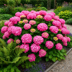 Hortenzia kalinolistá (Hydrangea macrophylla) ‘SALSA’® - výška 10-15 cm, kont. C1,5L 